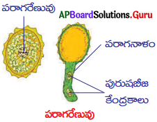 AP Board 10th Class Biology Solutions 6th Lesson ప్రత్యుత్పత్తి – పునరుత్పాదక వ్యవస్థ 13