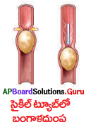AP Board 10th Class Biology Solutions 7th Lesson జీవక్రియలలో సమన్వయం 15