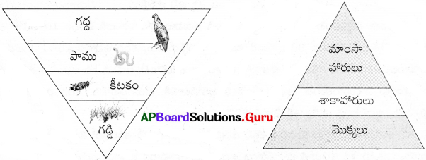 AP Board 10th Class Biology Solutions 9th Lesson మన పర్యావరణం – మన బాధ్యత 2