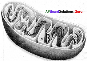 AP 9th Class Biology Important Questions 1st Lesson కణ నిర్మాణం – విధులు 9