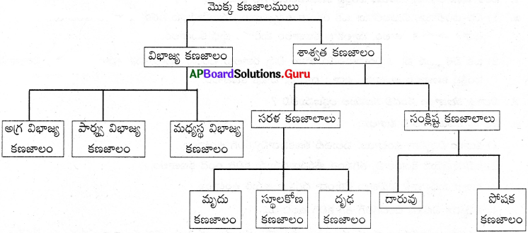 AP 9th Class Biology Important Questions 2nd Lesson వృక్ష కణజాలం 1