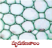 AP 9th Class Biology Important Questions 2nd Lesson వృక్ష కణజాలం 2