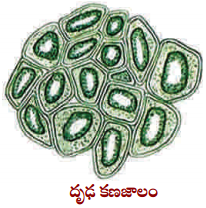 AP 9th Class Biology Important Questions 2nd Lesson వృక్ష కణజాలం 4