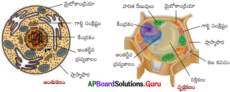 AP Board 9th Class Biology Solutions 1st Lesson కణ నిర్మాణం – విధులు 1