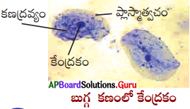 AP Board 9th Class Biology Solutions 1st Lesson కణ నిర్మాణం – విధులు 7