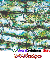 AP Board 9th Class Biology Solutions 1st Lesson కణ నిర్మాణం – విధులు 9