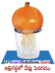 AP Board 9th Class Biology Solutions 2nd Lesson వృక్ష కణజాలం 4