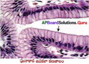 AP Board 9th Class Biology Solutions 3rd Lesson జంతు కణజాలం 11