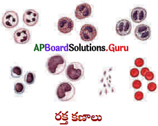 AP Board 9th Class Biology Solutions 3rd Lesson జంతు కణజాలం 12