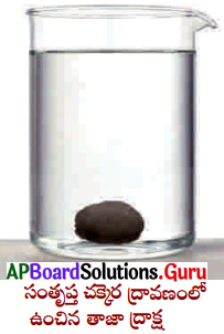 AP Board 9th Class Biology Solutions 4th Lesson ప్లాస్మా పొర గుండా పదార్థాల కదలిక 3