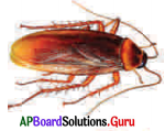 AP Board 9th Class Biology Solutions 5th Lesson జీవులలో వైవిధ్యం 24